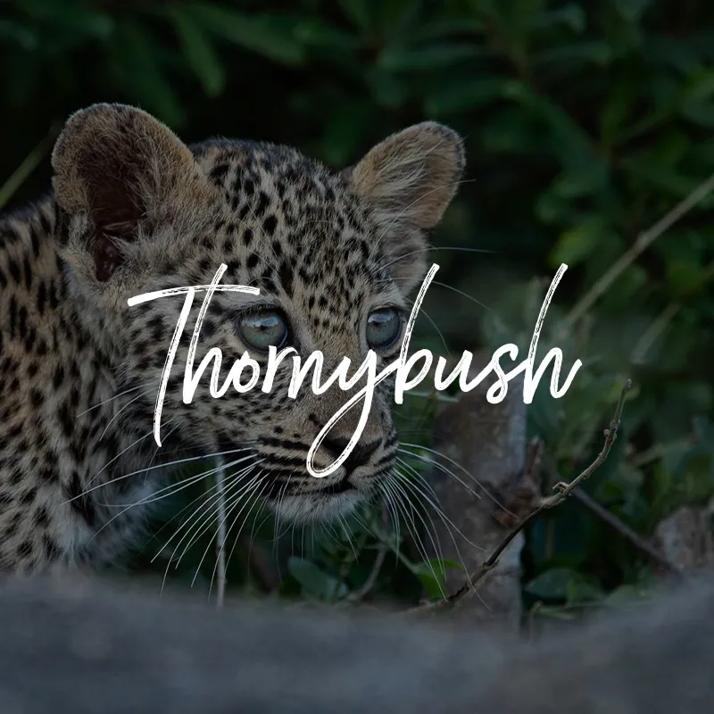 Leopard photograph with Thornybush branding